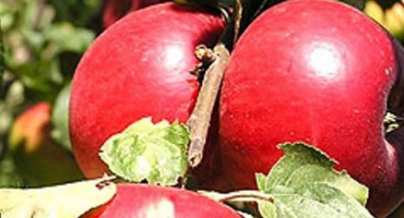 Popis odrůdy a výnosu jabloně katerina, charakteristika a oblasti pěstování